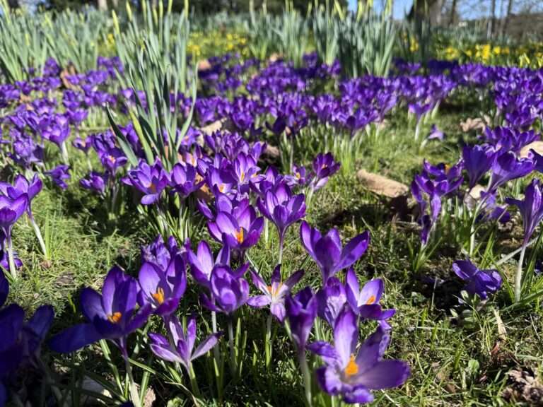 Auswirkungen des Iran-Kriegs auf den Gartenmarkt in Deutschland