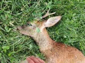 Nach der Zeitumstellung steigt in Münster das Risiko für Wildunfälle. Besonders morgens ist auf Straßen an Wald- und Feldrändern Vorsicht geboten.
