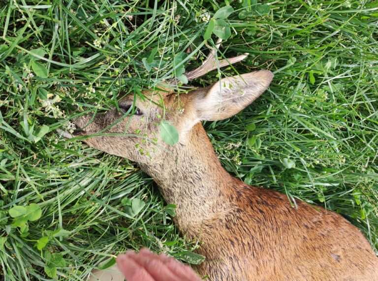 Nach der Zeitumstellung steigt in Münster das Risiko für Wildunfälle. Besonders morgens ist auf Straßen an Wald- und Feldrändern Vorsicht geboten.