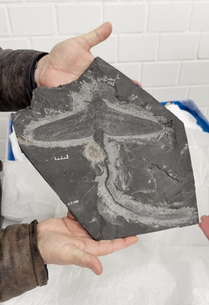 Neue LWL-Ausstellung in Münster zeigt ab Juli 2026 Fossilien und Erdgeschichte aus Nordrhein-Westfalen.