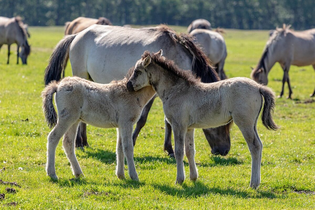 Bei Dülmen sind die ersten Wildpferd-Fohlen geboren. Was Besucher jetzt im Merfelder Bruch erwartet.