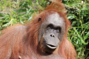 Der Allwetterzoo Münster trauert um Orang-Utan-Weibchen Temmy, das im Alter von 44 Jahren eingeschläfert wurde.