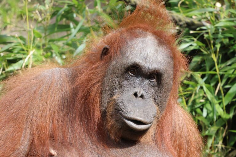 Der Allwetterzoo Münster trauert um Orang-Utan-Weibchen Temmy, das im Alter von 44 Jahren eingeschläfert wurde.