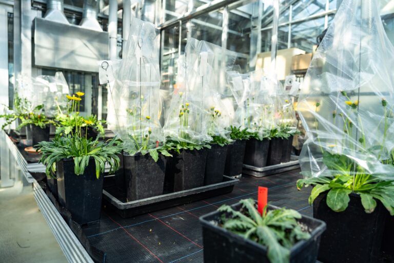 Fraunhofer plant in Münster ein Forschungsgewächshaus. Am 28. April informiert die Stadt über das Projekt.