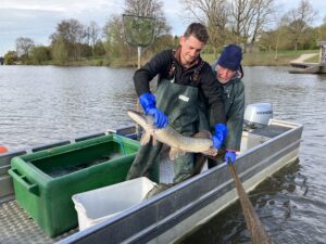 Im Aasee in Münster wurden 4,2 Tonnen Friedfisch entnommen, um das ökologische Gleichgewicht im See zu stabilisieren.