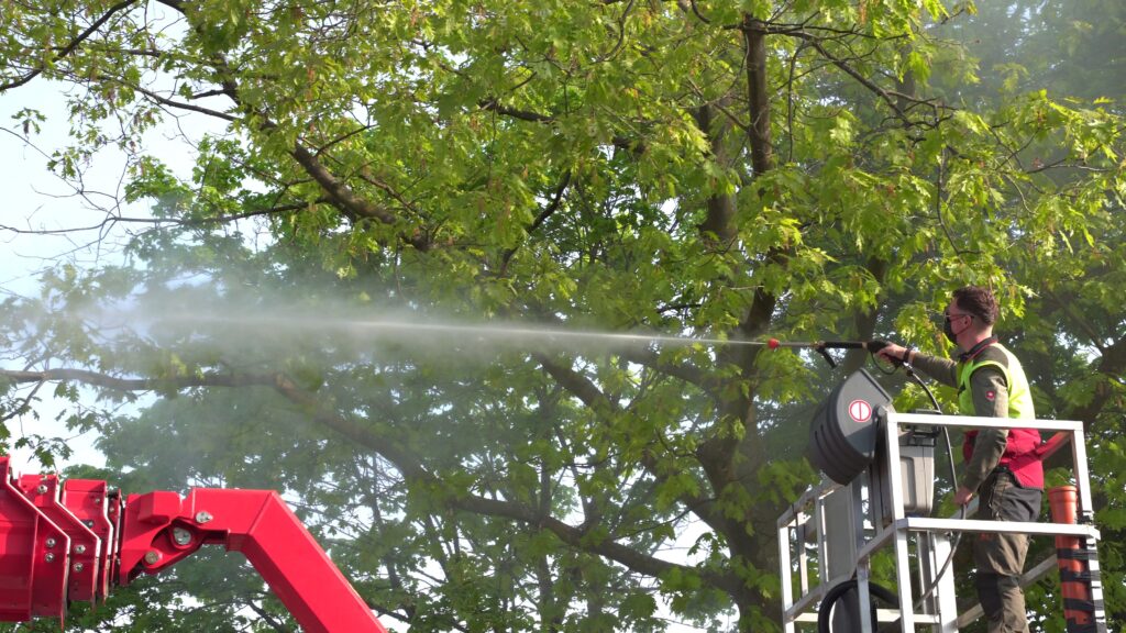 Die Stadt Münster bekämpft den Eichenprozessionsspinner vorbeugend an ausgewählten Eichen im Stadtgebiet.