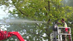 Die Stadt Münster bekämpft den Eichenprozessionsspinner vorbeugend an ausgewählten Eichen im Stadtgebiet.