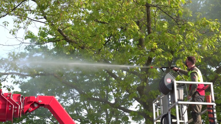 Die Stadt Münster bekämpft den Eichenprozessionsspinner vorbeugend an ausgewählten Eichen im Stadtgebiet.