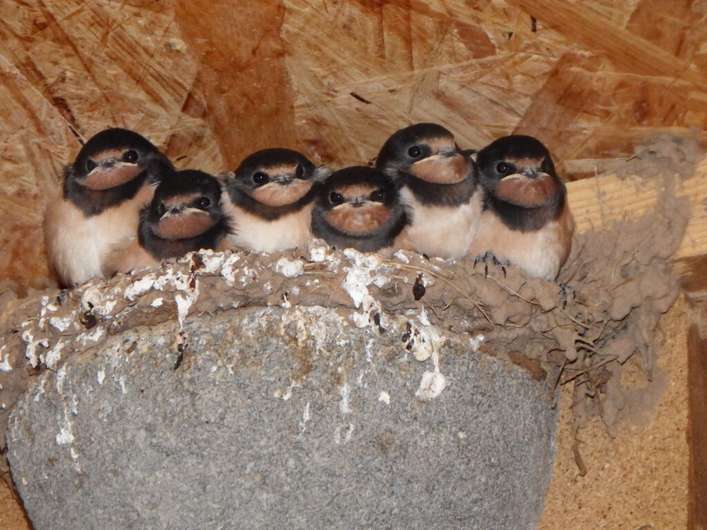 Wenn Schwalben zurückkehren, wächst auch in Münster der Handlungsdruck