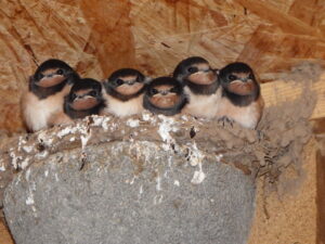 Wenn Schwalben zurückkehren, wächst auch in Münster der Handlungsdruck