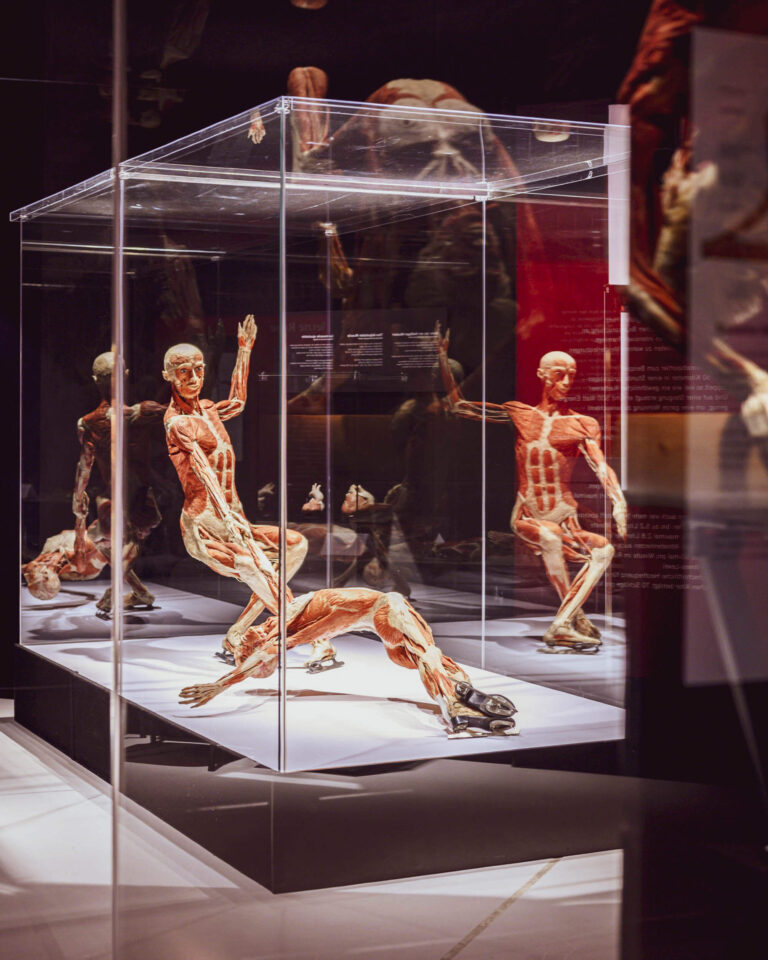 Körperwelten kommt 2026 erstmals nach Münster. Die Ausstellung „Körperwelten – Vital“ zeigt echte Plastinate in der Halle Münsterland.