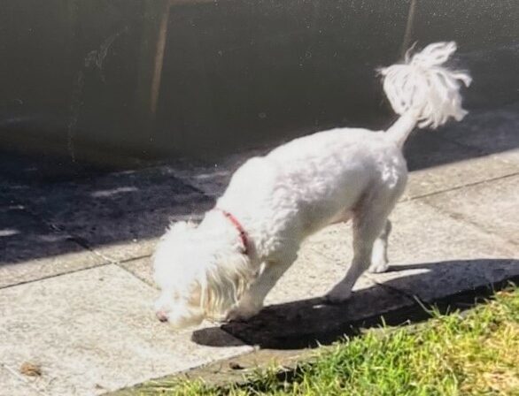 Hund Lily aus Legden bleibt vermisst: Polizei bittet erneut um Hinweise