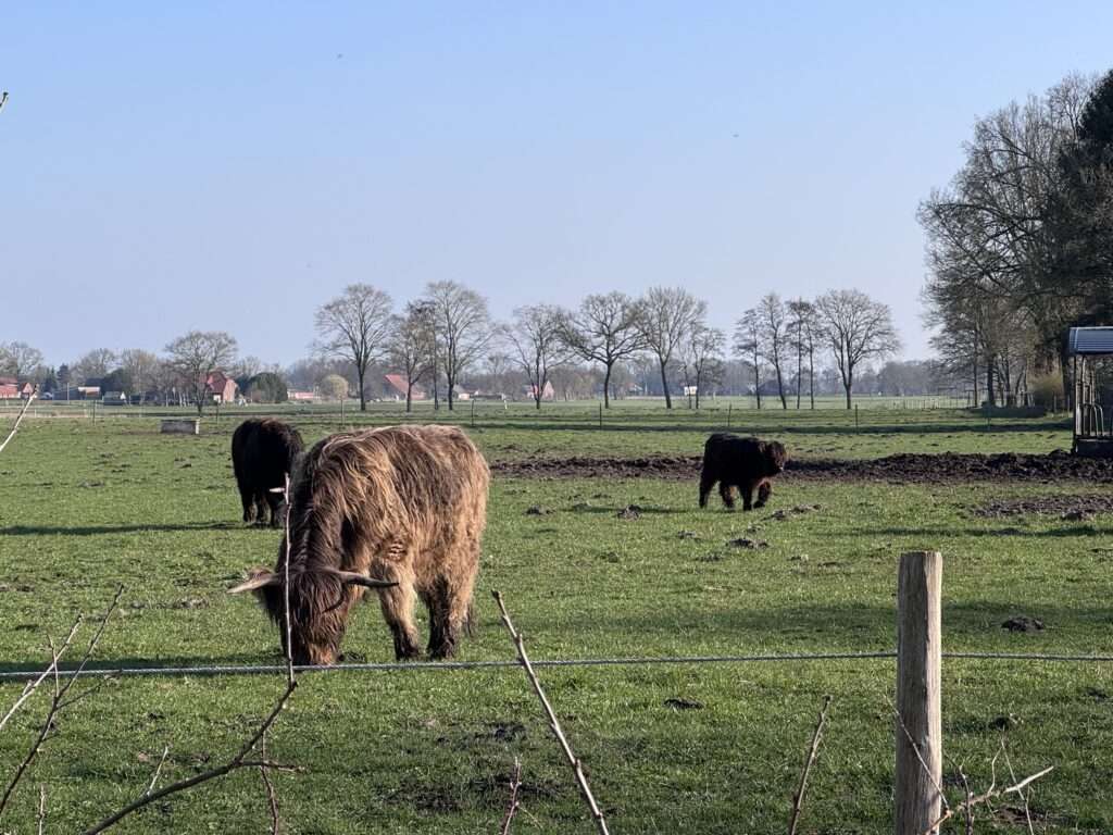 Bei Ascheberg sind zwei Rinder entlaufen, Polizei warnt vor Gefahr nahe der B 58