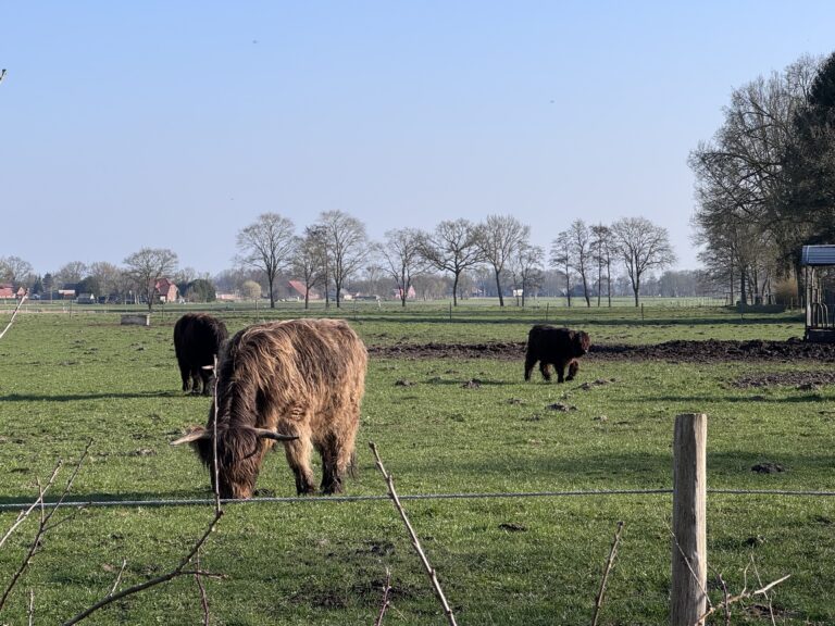Bei Ascheberg sind zwei Rinder entlaufen, Polizei warnt vor Gefahr nahe der B 58