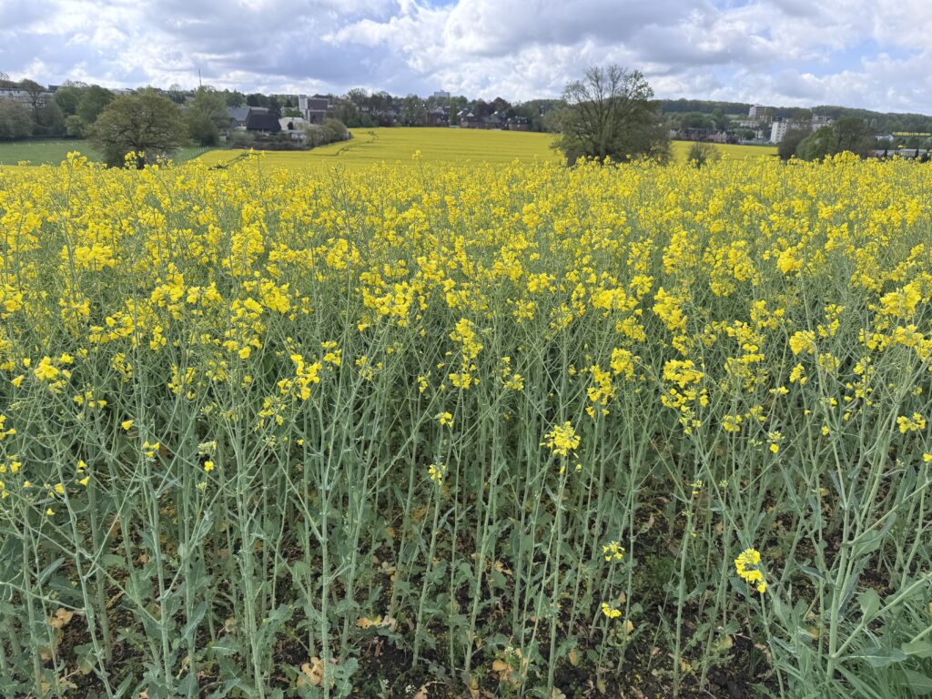 Sonne, milde Tage und später mehr Wolken in Münster