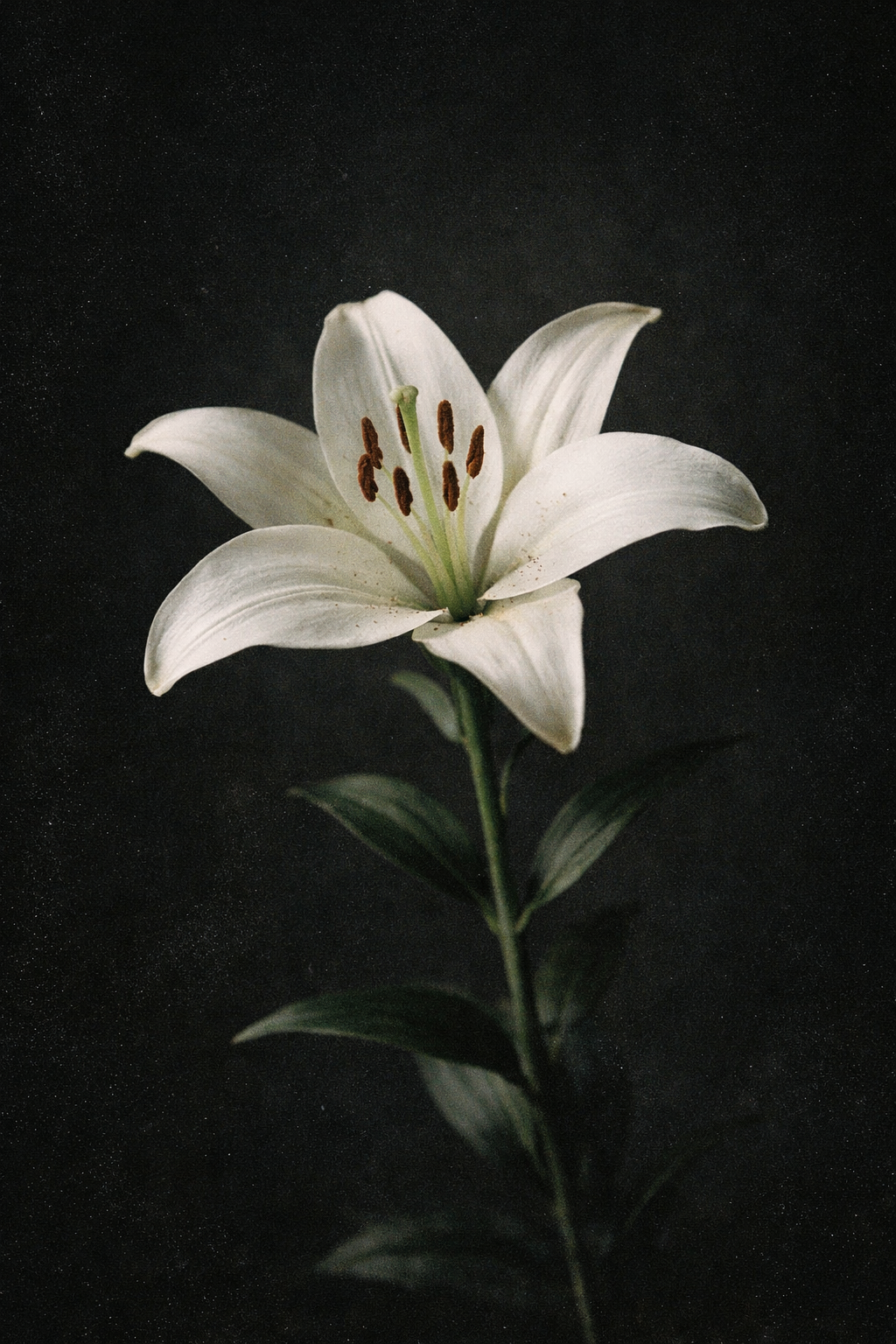 Nadia Farès gestorben Symbolbild