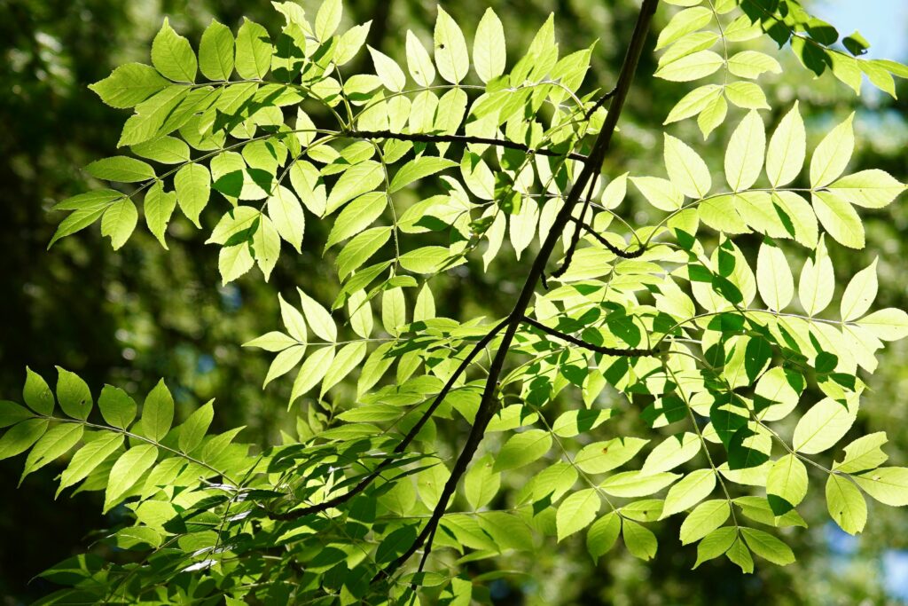 Wegen des Eschentriebsterbens lässt Münster rund 50 Eschen an Straßen und Wegen fällen.