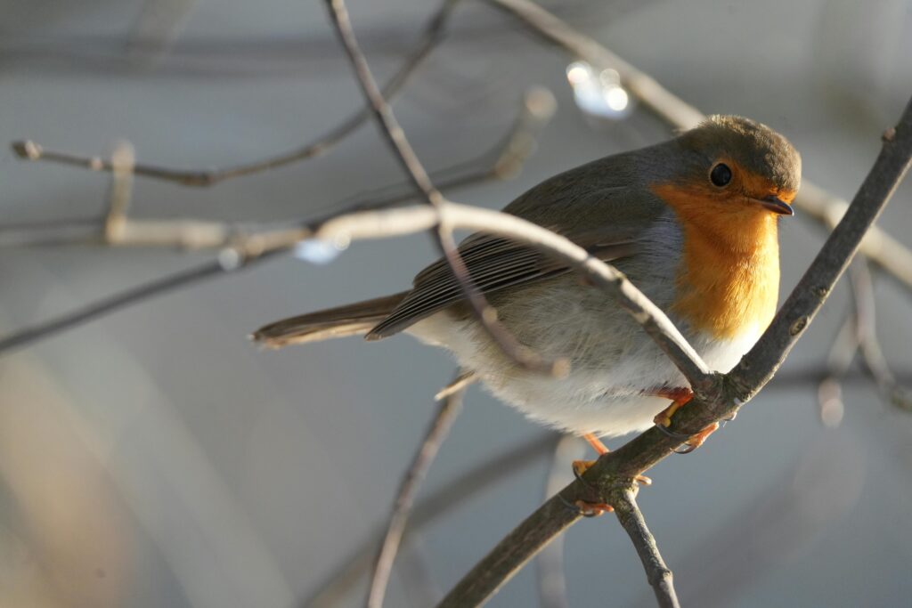 n: In Gremmendorf sollen zwei kolonial belastete Straßennamen durch Vogelnamen ersetzt werden.