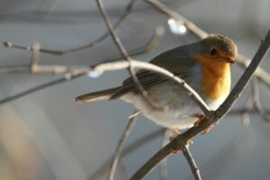 n: In Gremmendorf sollen zwei kolonial belastete Straßennamen durch Vogelnamen ersetzt werden.