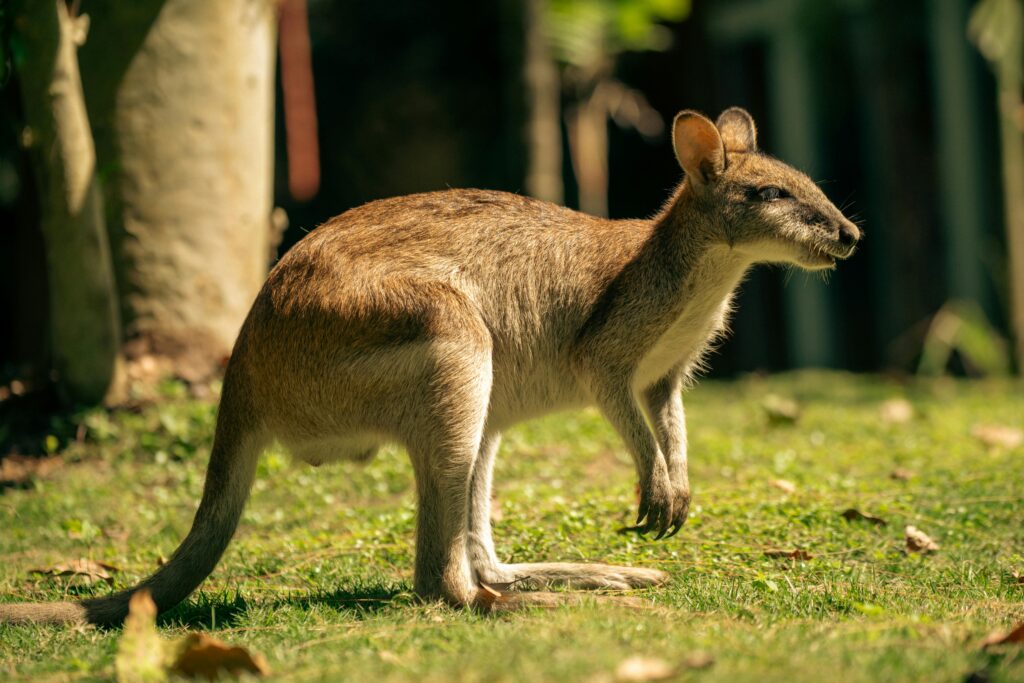 In Ahaus hat die Polizei ein freilaufendes Wallaby eingefangen: Der Besitzer des Mini-Kängurus wird gesucht.