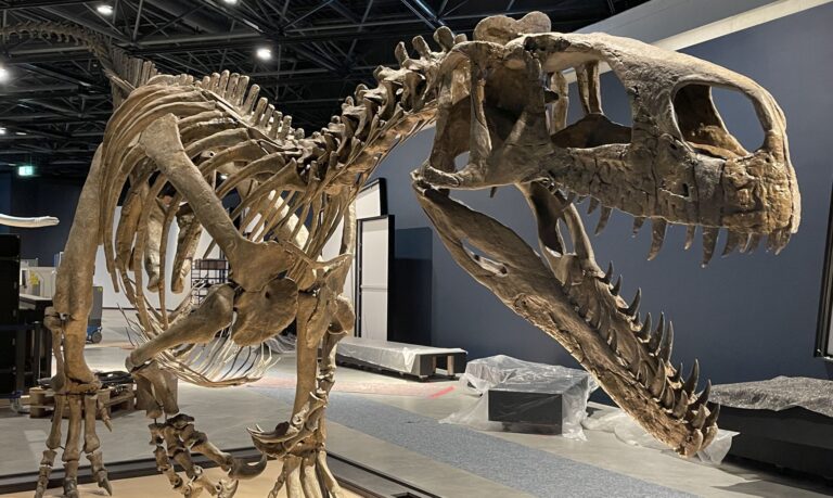 Ein Raubsaurier zieht ins LWL-Museum Münster ein