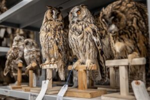 Verborgene Schätze des LWL-Museums in Münster werden sichtbar