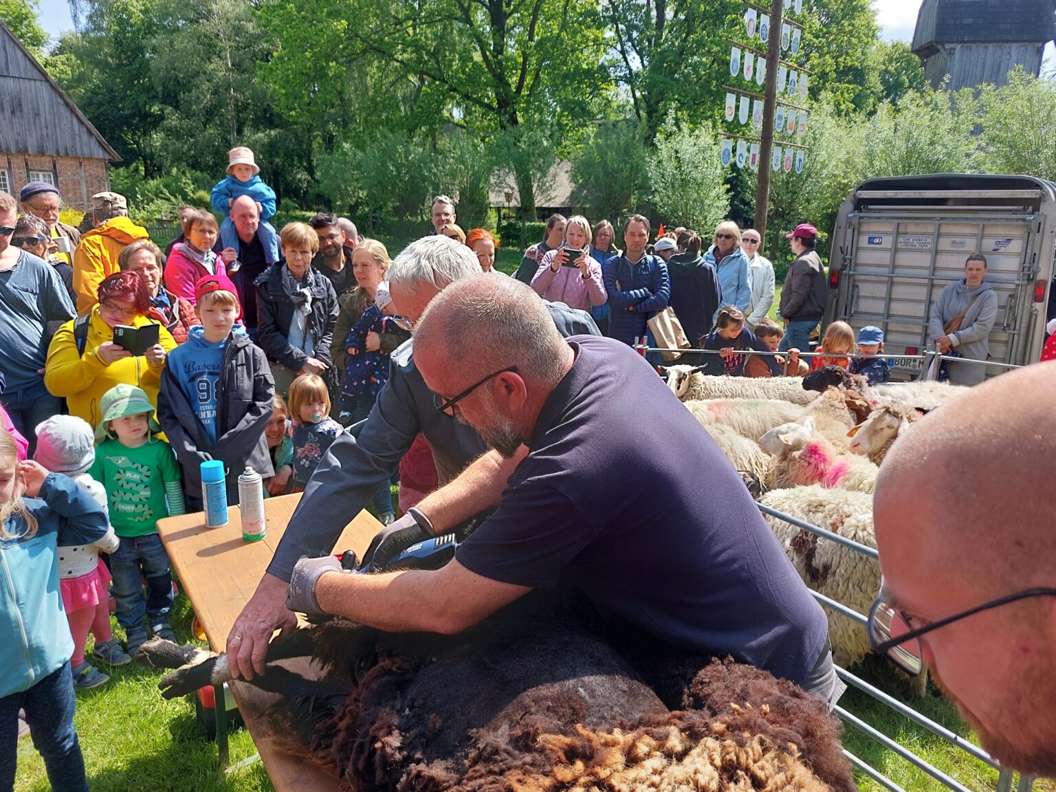 Schafschurtag auf dem Mühlenhof Münster macht altes Handwerk erlebbar