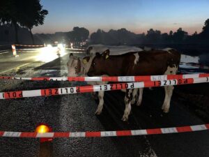 In Münster waren mehrere Kühe in den frühen Morgenstunden auf dem Schifffahrter Damm unterwegs.
