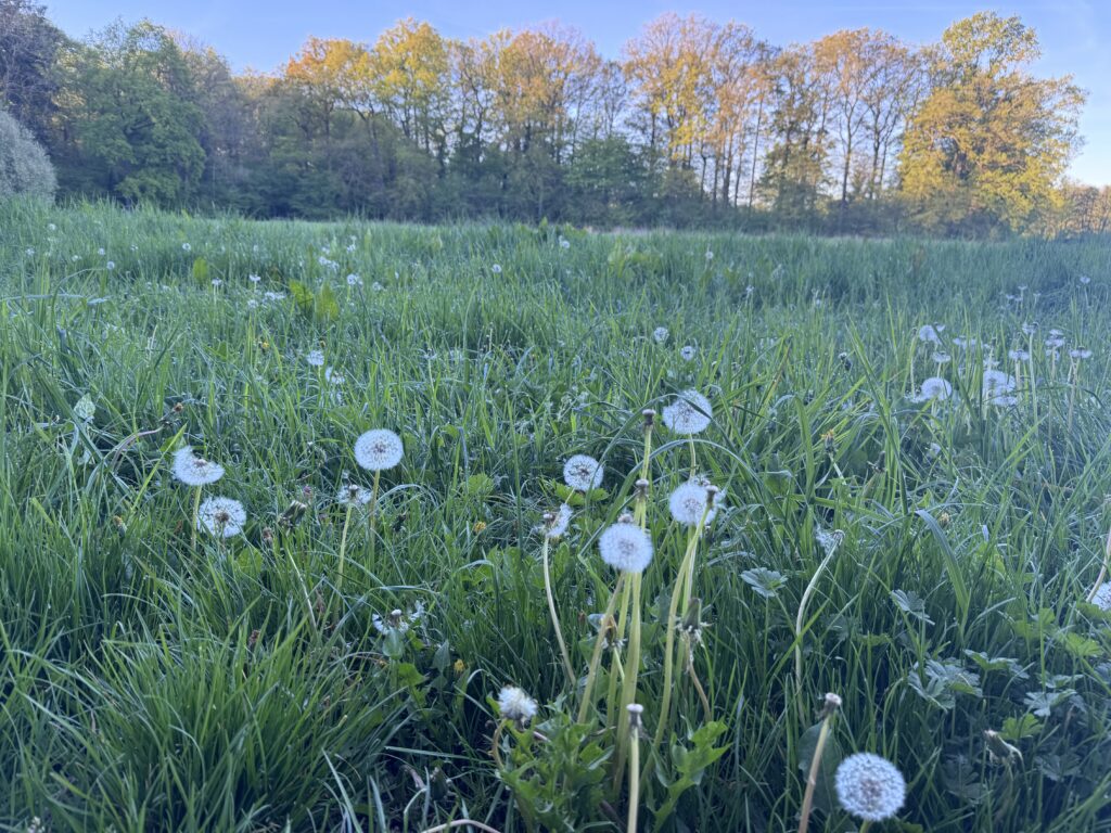 Wetter in Münster: Christi Himmelfahrt wird wohl kein Frühsommertag