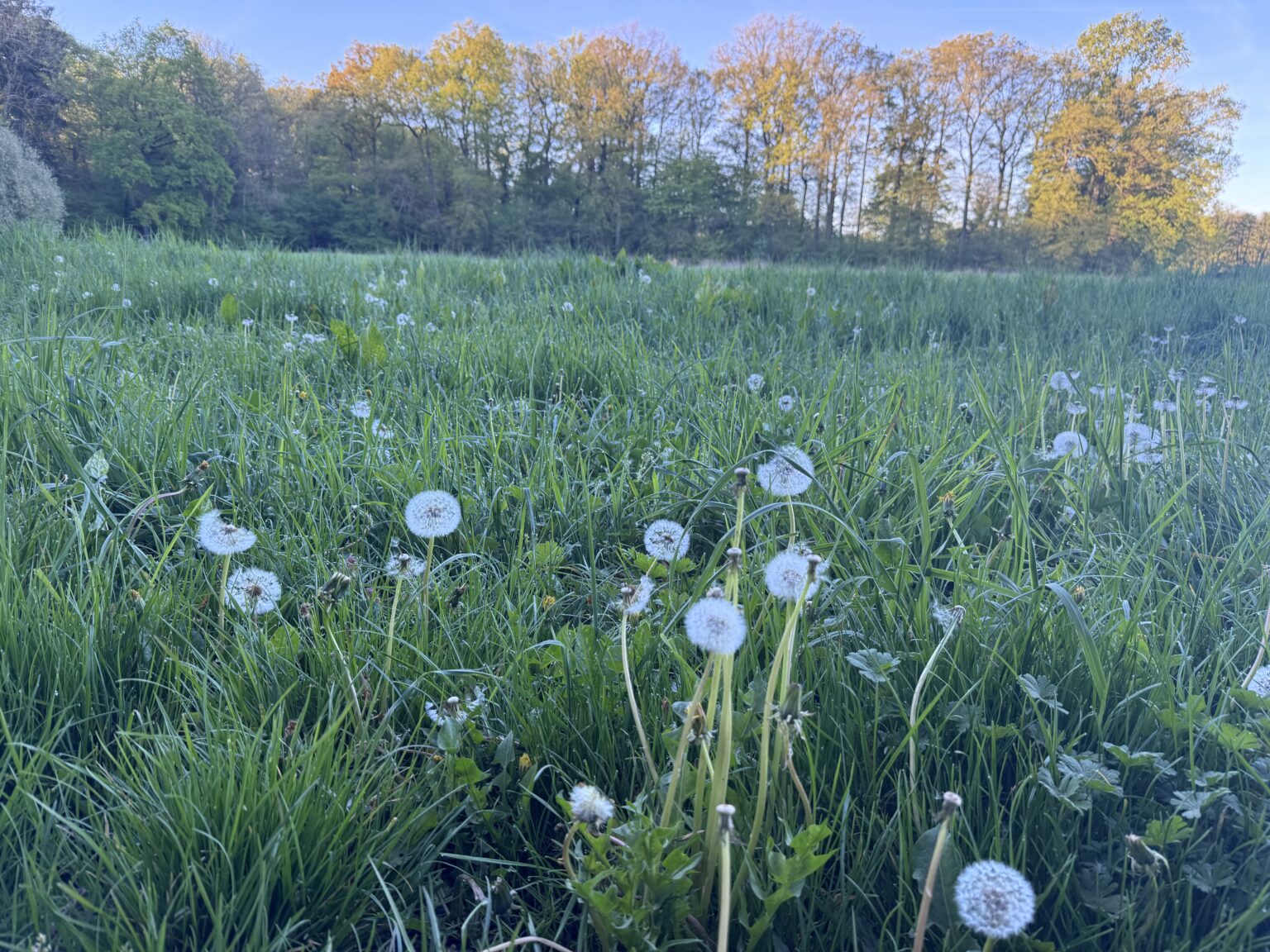 Wetter in Münster: Christi Himmelfahrt wird wohl kein Frühsommertag