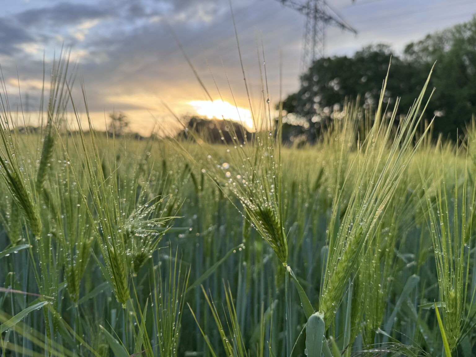 Bauernregeln für den August