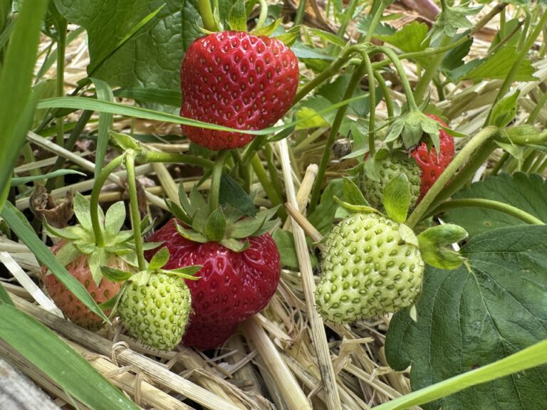 Erdbeeren in Münster: Wo frische Früchte jetzt direkt vom Feld kommen