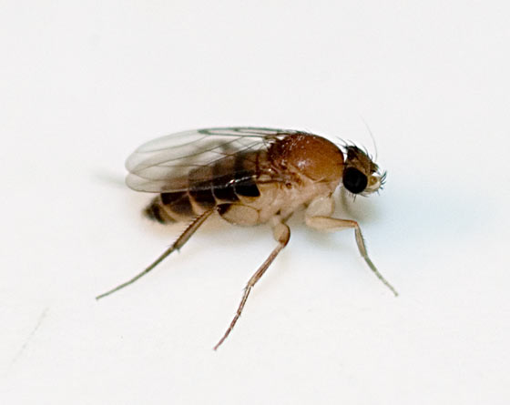 In den Borkenbergen wurde eine bislang unbekannte Fliegenart entdeckt. Der Fund zeigt den besonderen Wert der Naturerbefläche.