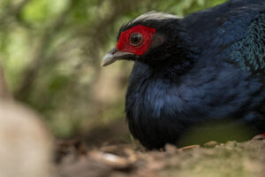 Nachkommen aus dem Allwetterzoo Münster sind Teil eines internationalen Projekts zur Rückkehr des Edwardsfasans nach Vietnam.