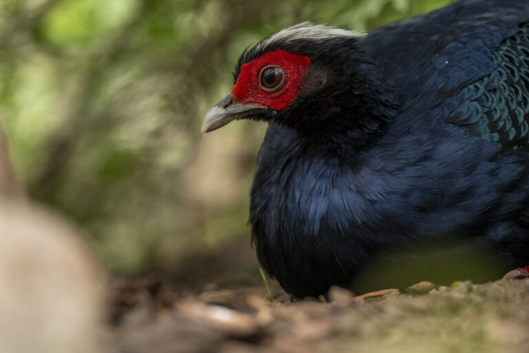 Nachkommen aus dem Allwetterzoo Münster sind Teil eines internationalen Projekts zur Rückkehr des Edwardsfasans nach Vietnam.