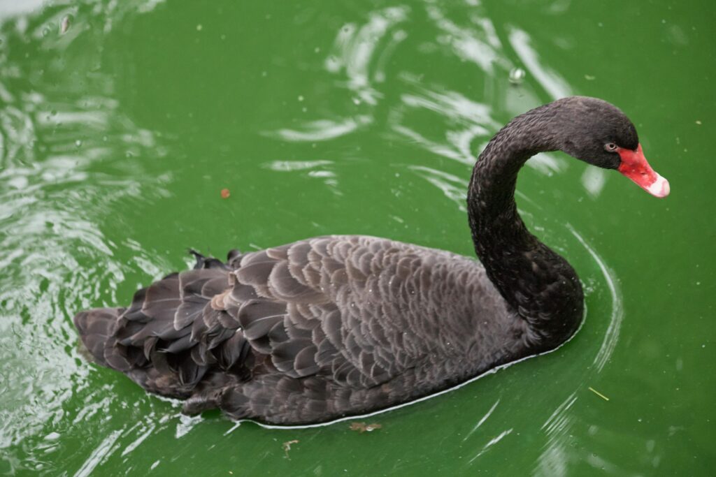 In Steinfurt-Borghorst ist ein schwarzer Schwan von einem Teich nahe dem Rathaus verschwunden. Die Polizei ermittelt wegen Diebstahls.