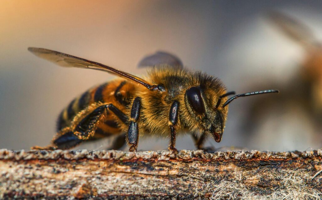 In Münster-Amelsbüren wurde Amerikanische Faulbrut bei Bienen nachgewiesen. Die Stadt hat einen Sperrbezirk eingerichtet.