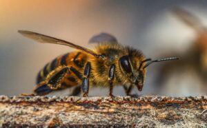 In Münster-Amelsbüren wurde Amerikanische Faulbrut bei Bienen nachgewiesen. Die Stadt hat einen Sperrbezirk eingerichtet.