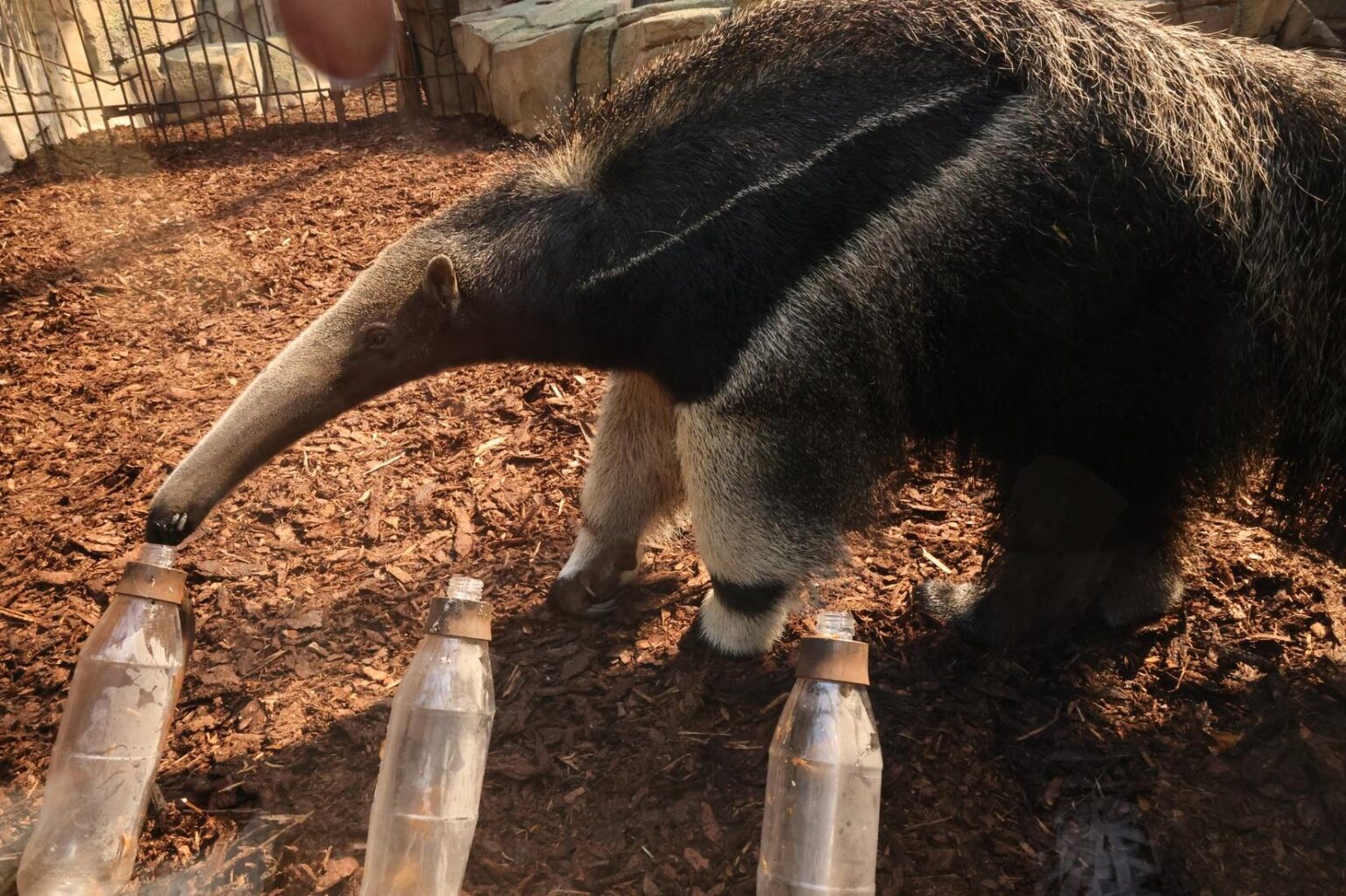 Ameisenbär Taio aus dem Allwetterzoo Münster tippt vor dem deutschen WM-Auftakt gegen Curaçao auf ein Unentschieden.