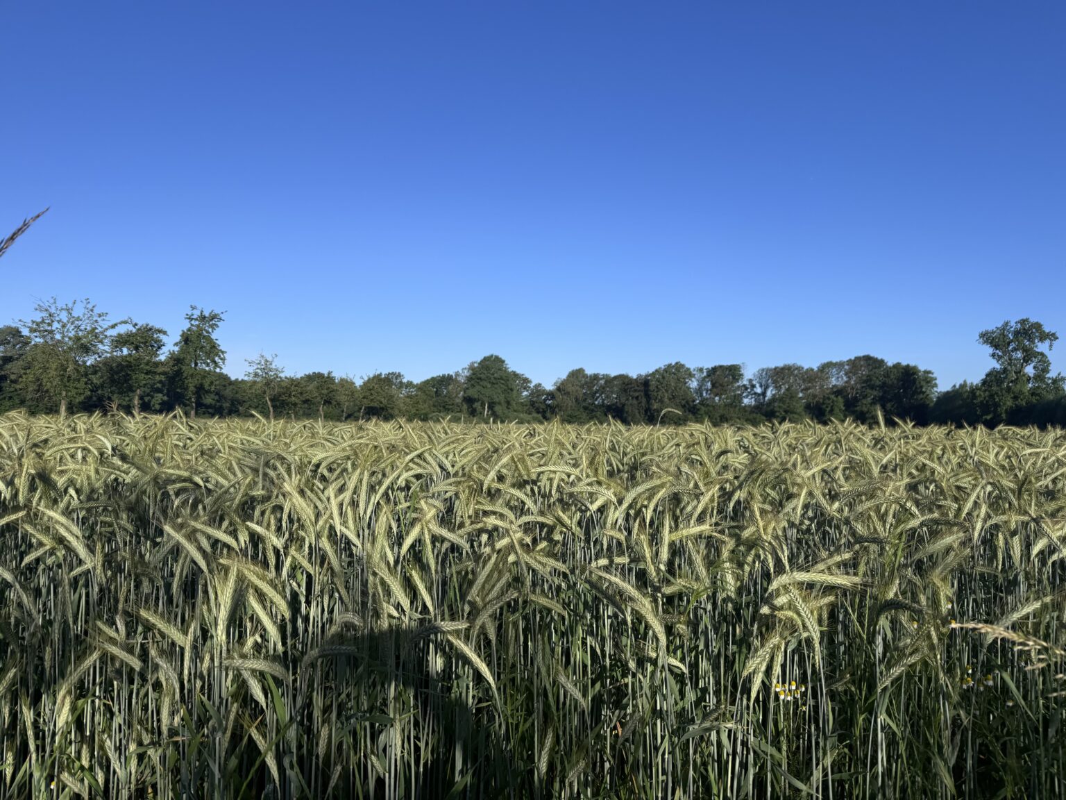 Münster startet ohne Hitzewelle in die Sommerferien
