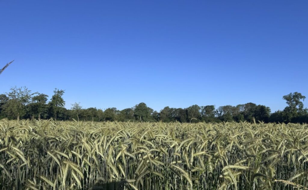 Münster startet ohne Hitzewelle in die Sommerferien