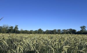 Münster startet ohne Hitzewelle in die Sommerferien