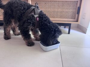 Wenn Hitze für Tiere gefährlich wird: So helfen Sie richtig