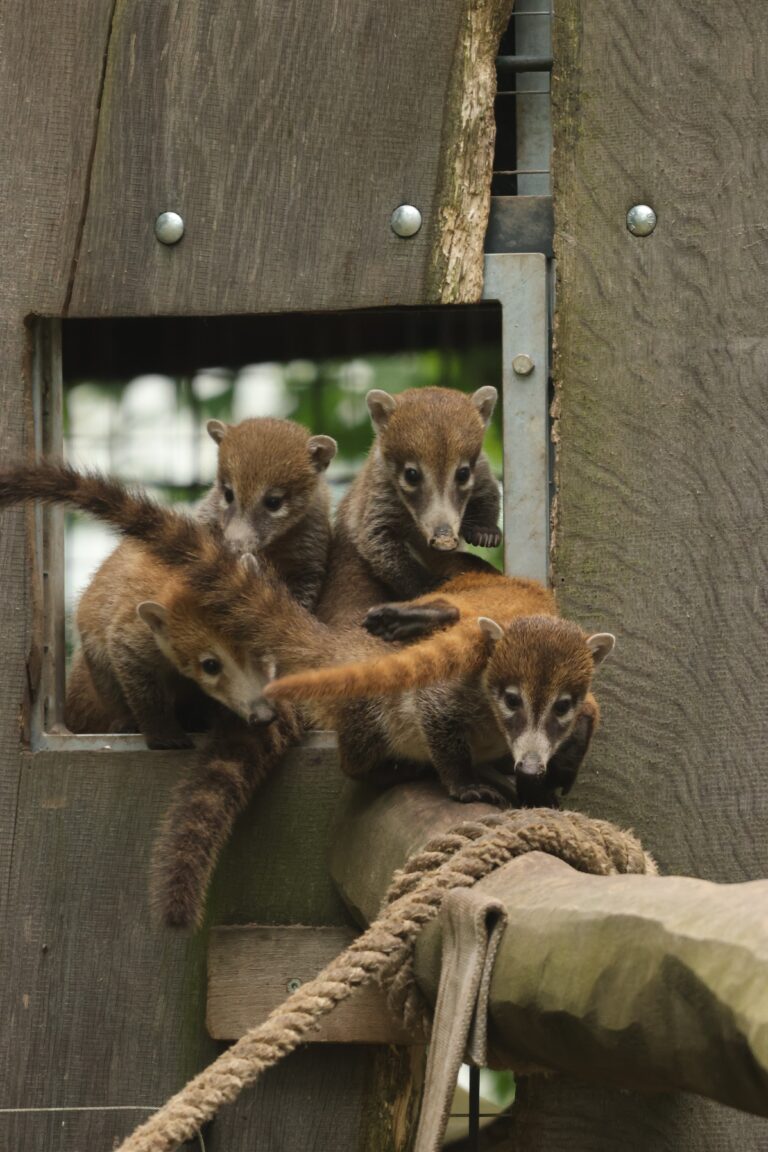 Im Allwetterzoo Münster erkunden zehn junge Weißrüssel-Nasenbären erstmals ihre Außenanlage.
