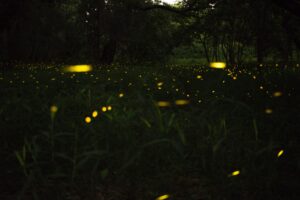 Münsters Sommernächte leuchten: Jetzt sind Glühwürmchen unterwegs