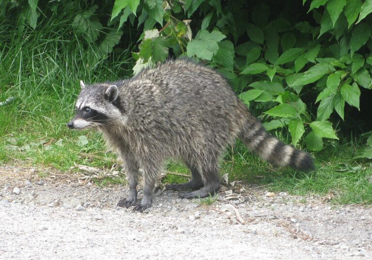 Jimothy Waschbär, Hype um Jimothy, Waschbär aus Seattle,