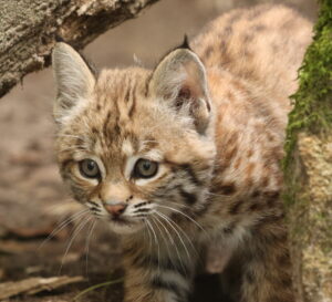 Im Allwetterzoo Münster gibt es Rotluchs-Nachwuchs. Eine junge Rotluchsin erkundet jetzt sichtbar die Anlage.