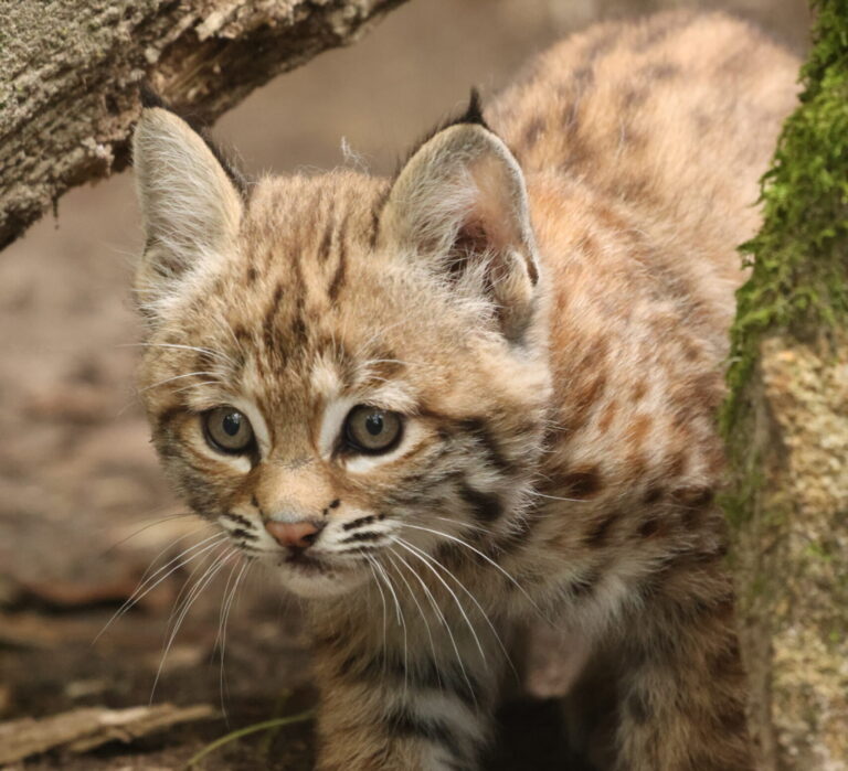Im Allwetterzoo Münster gibt es Rotluchs-Nachwuchs. Eine junge Rotluchsin erkundet jetzt sichtbar die Anlage.