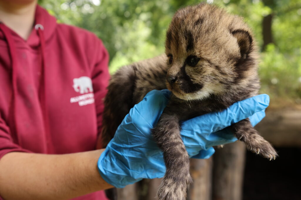 Sieben Geparden-Jungtiere sind im Allwetterzoo Münster geboren. Mutter Alwa hält ihren Nachwuchs noch geschützt.