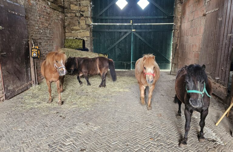 Die Stadt Münster sucht erfahrene Halter für vier gerettete Shetlandponys. Die Schutzgebühr liegt bei 250 bis 400 Euro.